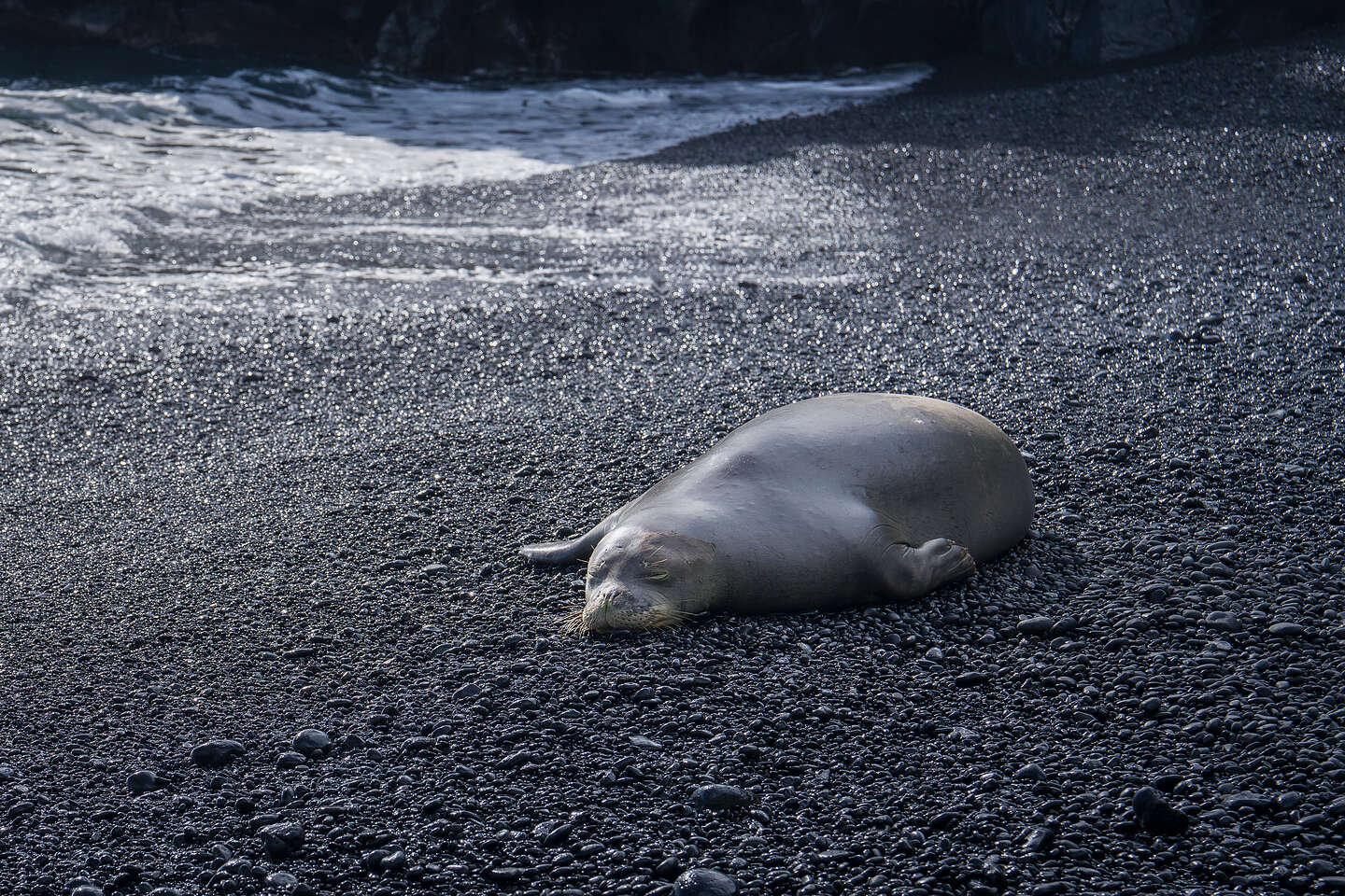 Monk Seal on Black Sand Beach