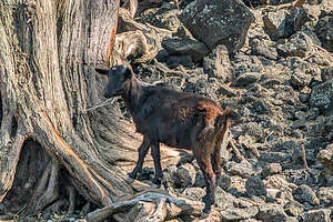 Feral  goat along the Hoapili Trail