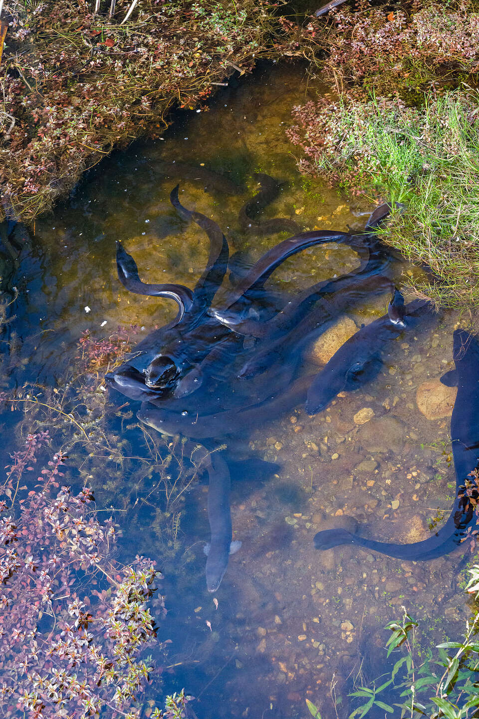 Giant longfin eels