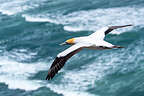 Gannet in flight Gannet in flight
