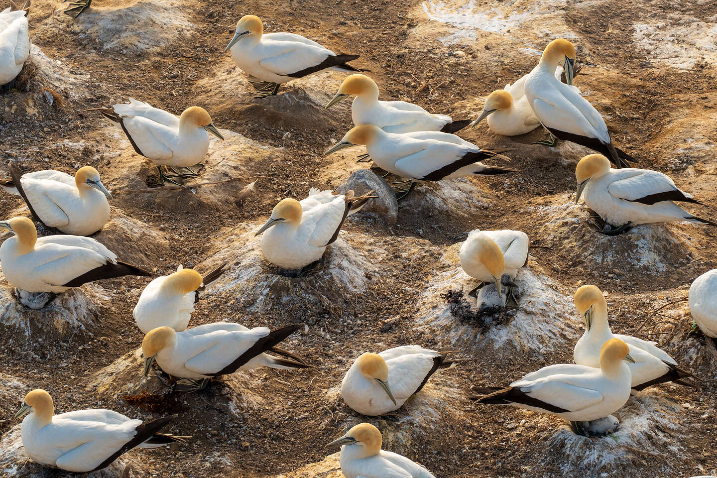 Urban living on pizza-size nests
