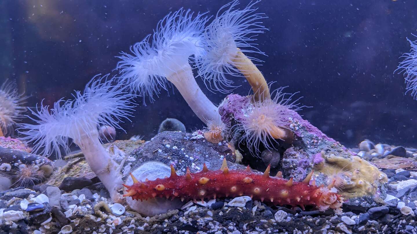 Residents of the Ucluelet Aquarium