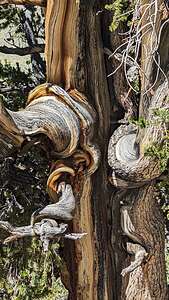 Twisted Bristlecone