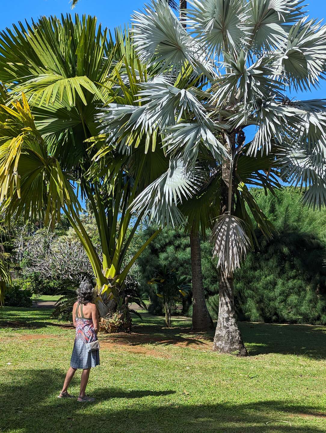 Bismark nobilis palm