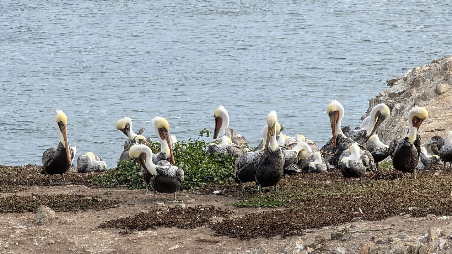 Pelicans of Bird Island