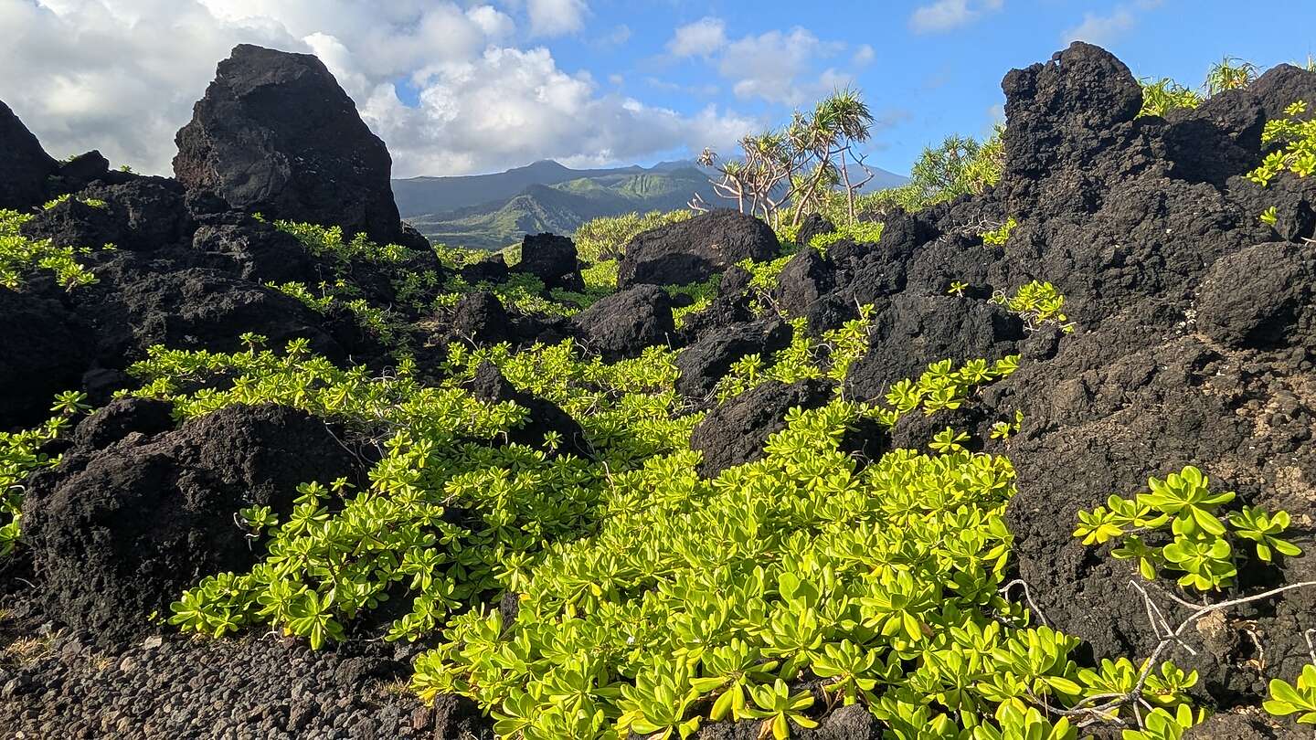 Lava and Napuaka plants