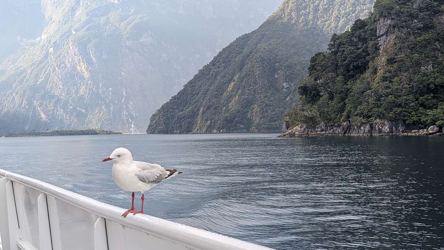 A little visitor to our ship