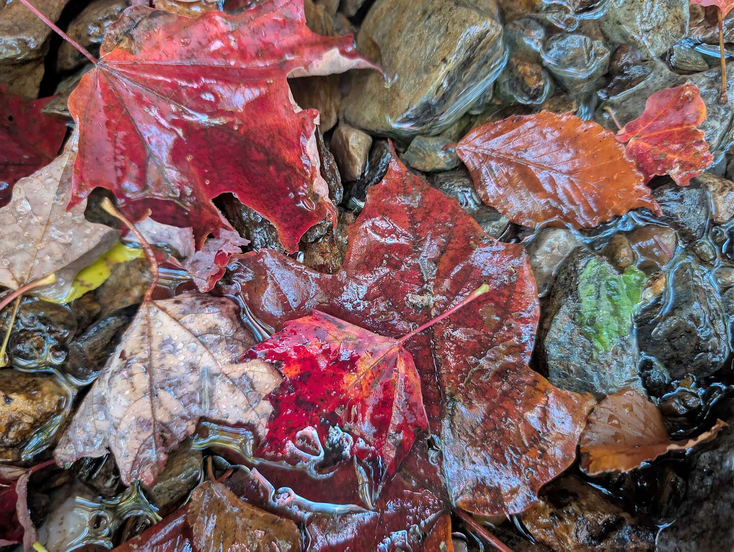 Colorful leaves in a stream