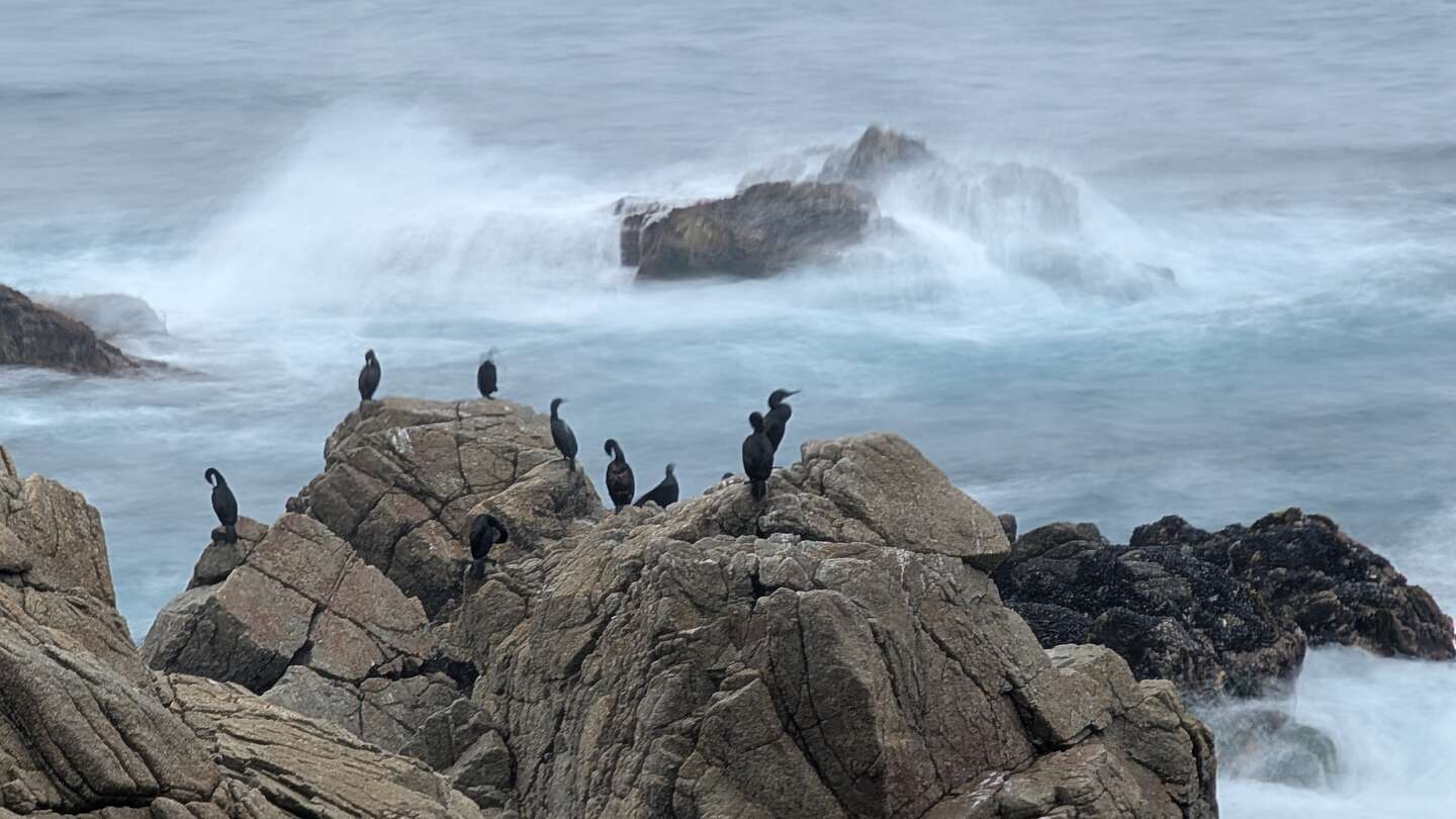 Cormorants at Spanish Bay