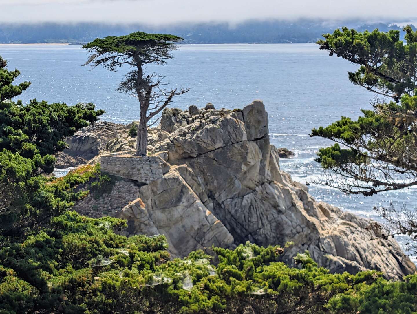 Lone Cypress Tree