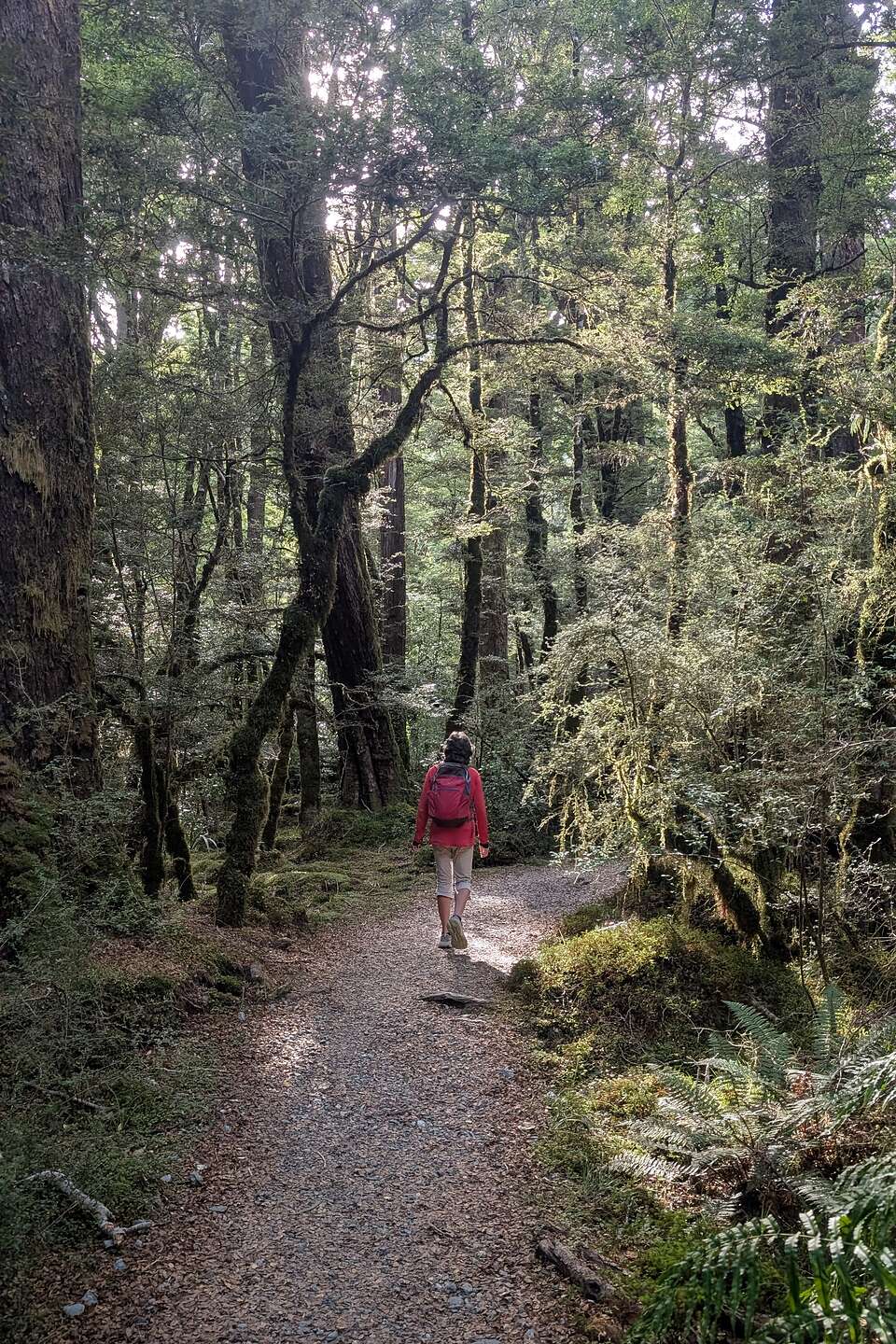 Ancient Red Beech Forest