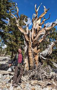 Bristlecone Pine