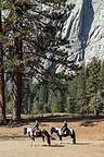 Horses by Swinging Bridge