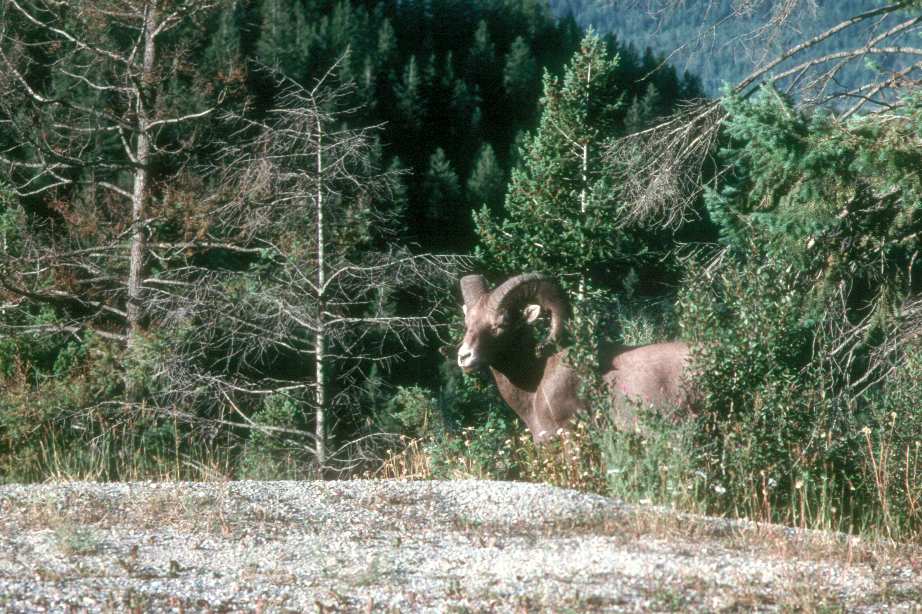 Big Horn Sheep