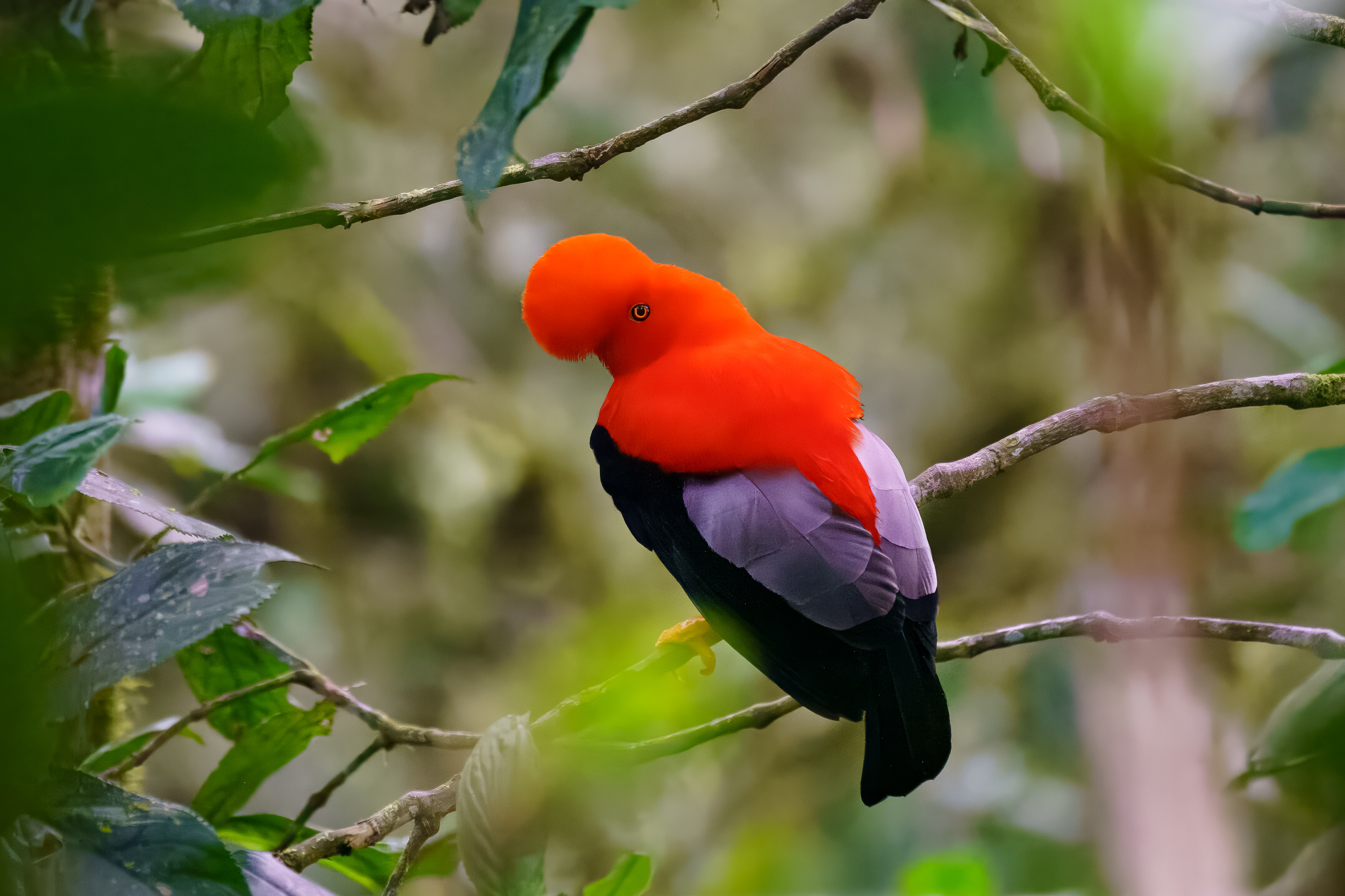 Cock of the Rock