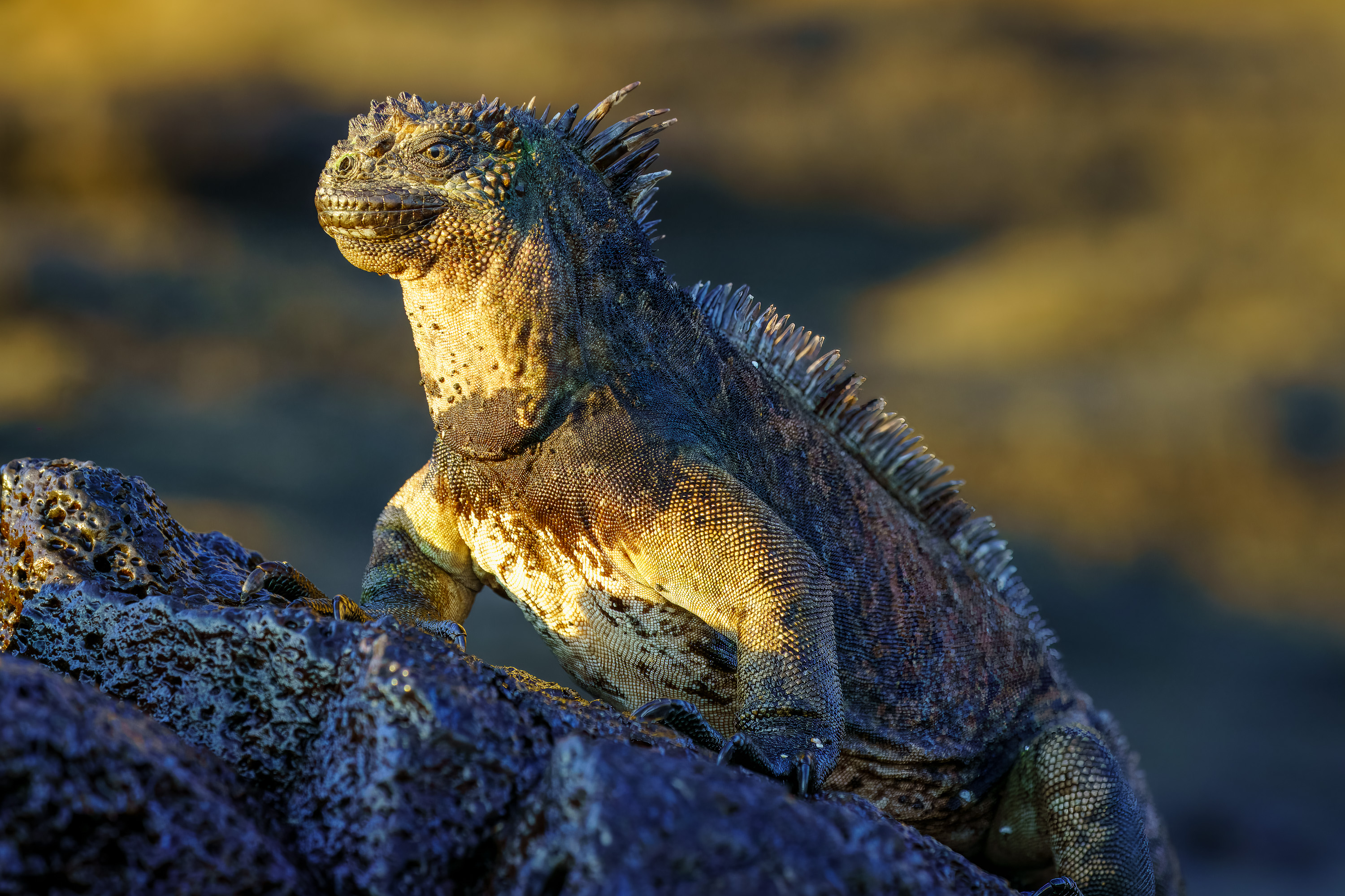 Marine Iguana greeting the sun