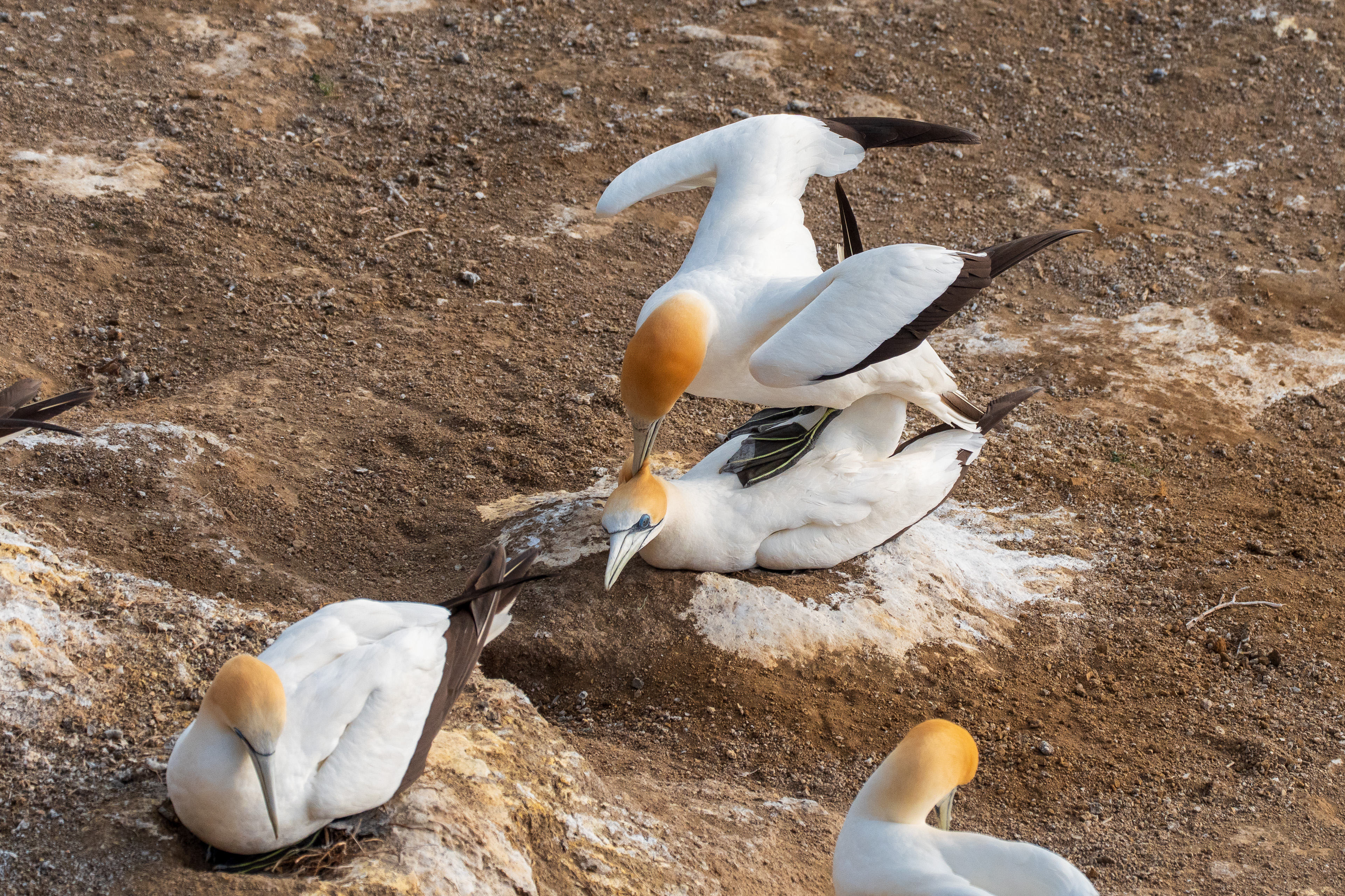 Mating Part 1