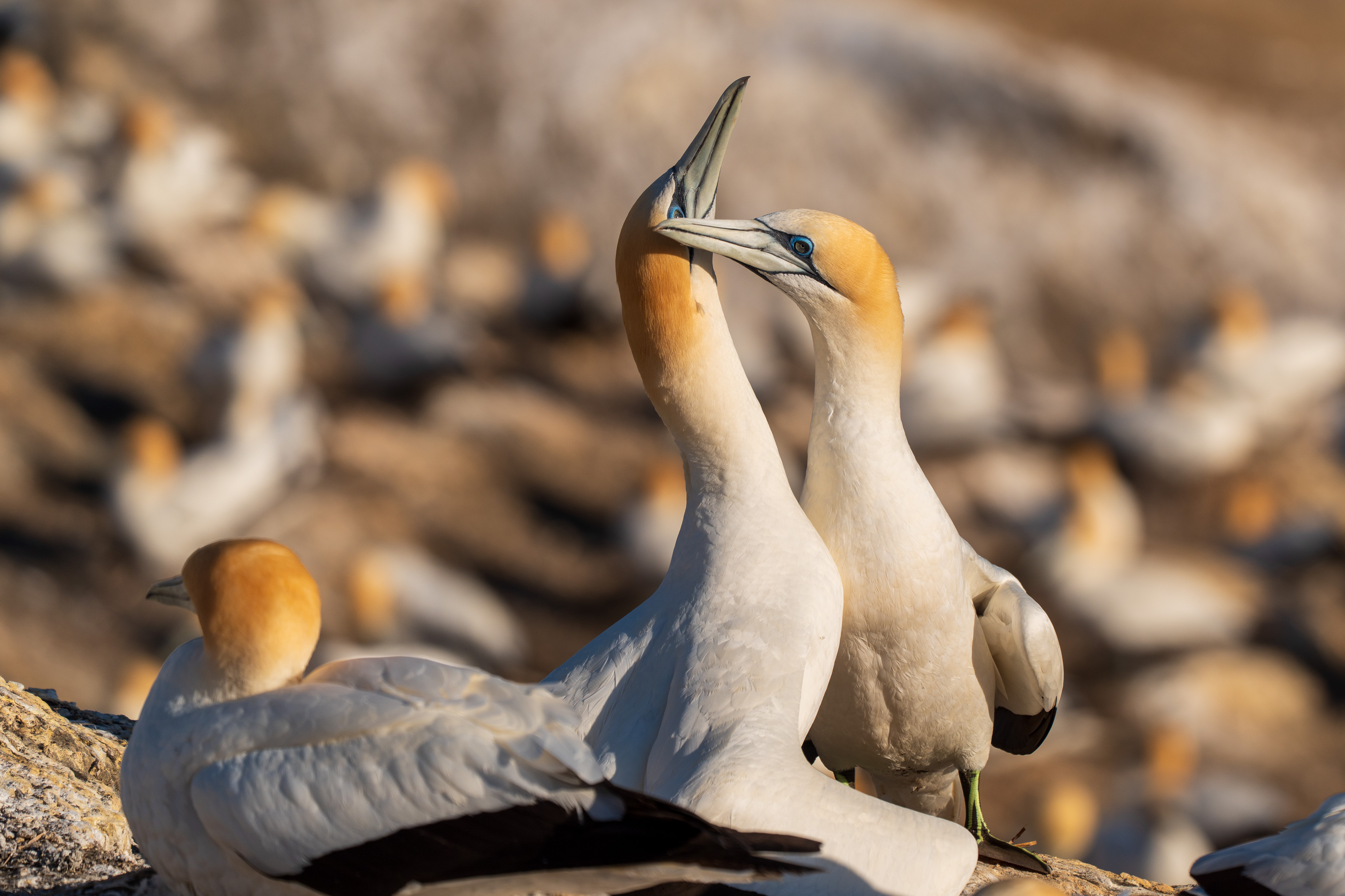 Mutual preening