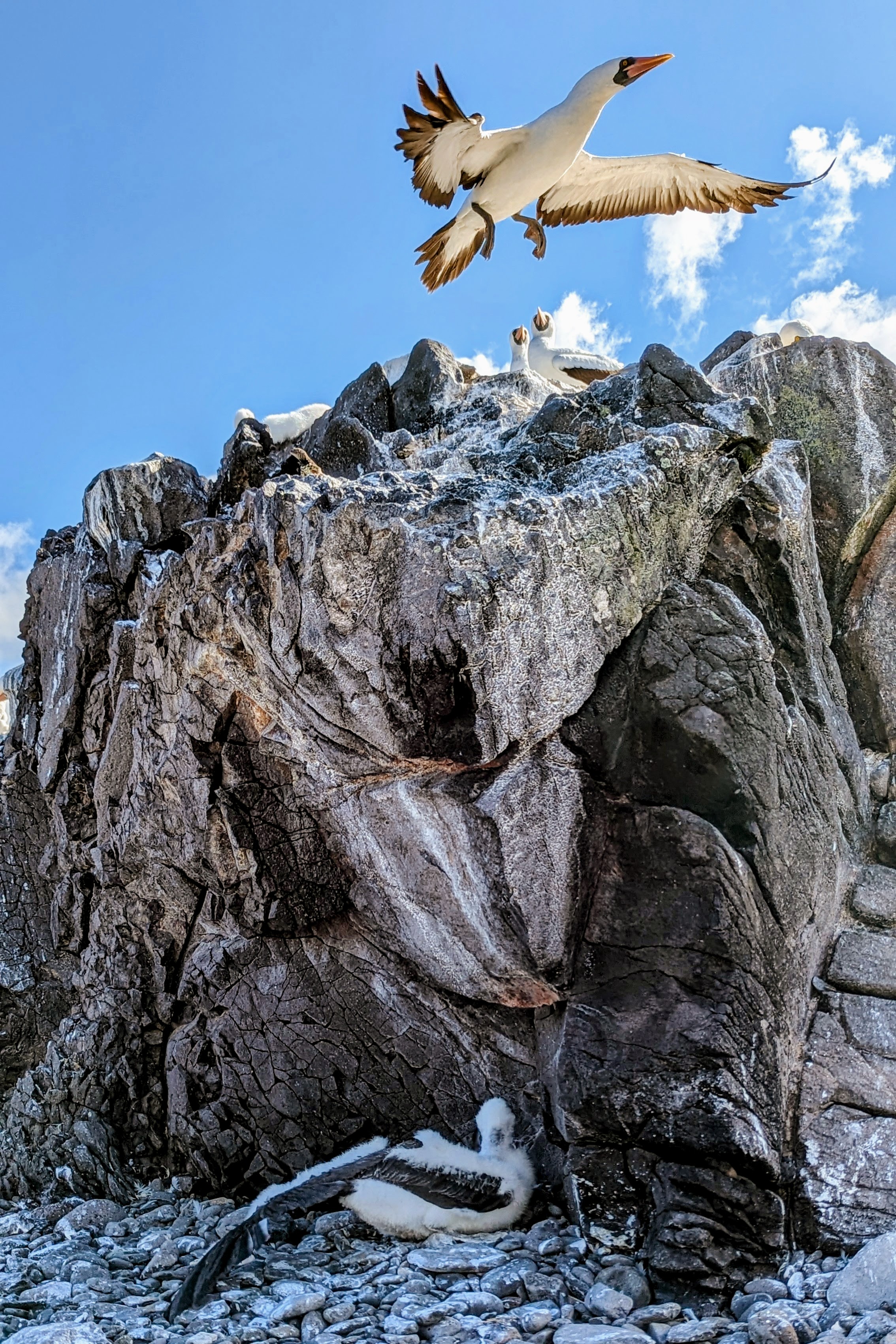 Nazca Booby nesting area