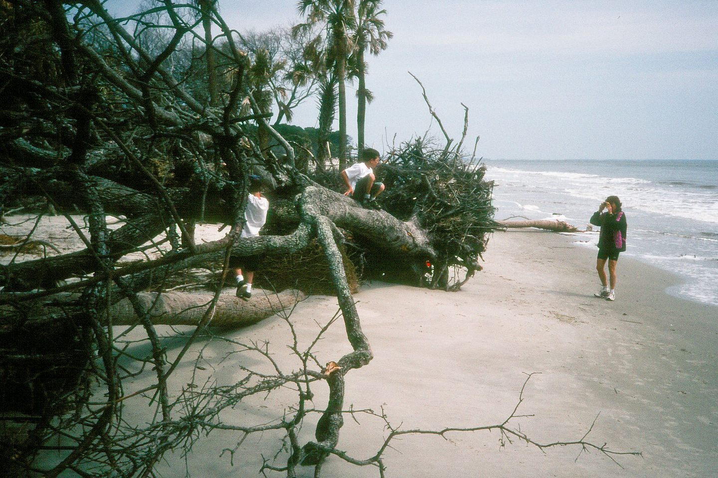 Lolo and boys exploring driftwood