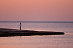 Lolo on Sandspit at Dusk