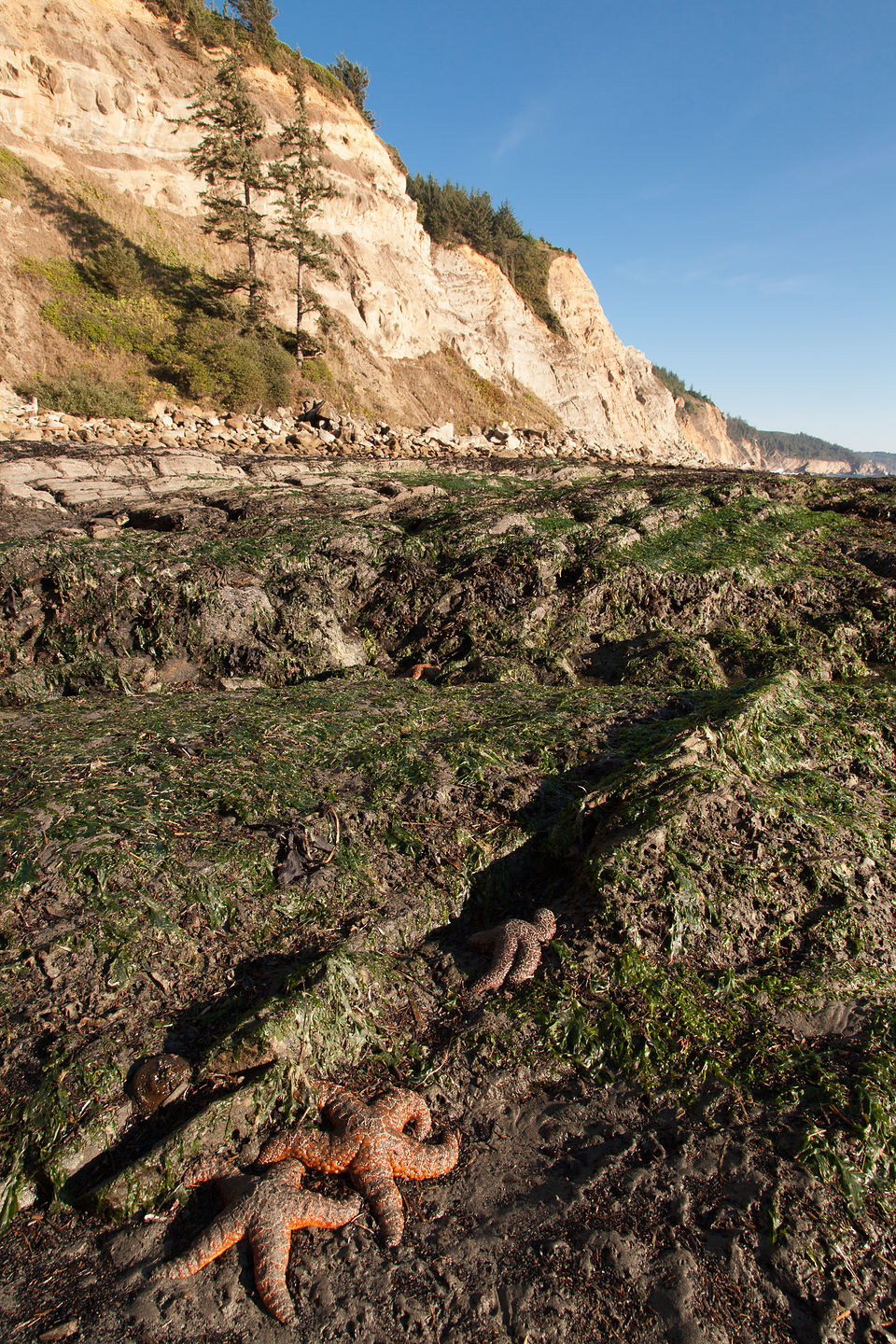 Starfish at South Cove Beach, Cape Arago