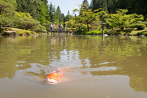 Seattle Japanese Garden Koi