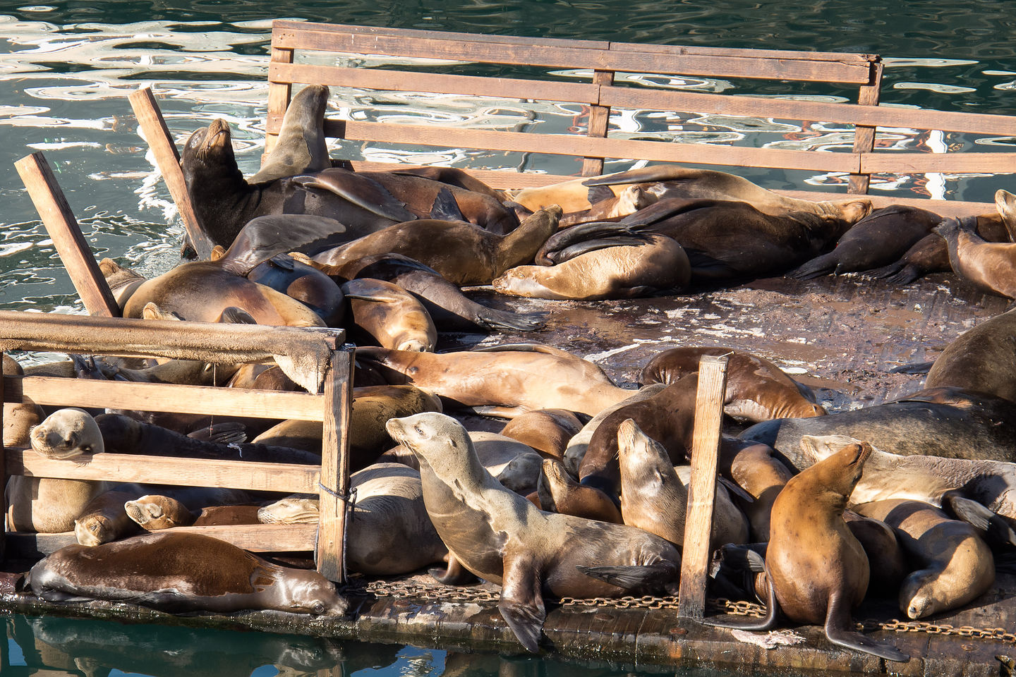 Fisherman's Wharf Sea Lions