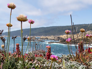Salt Point State Park Coastline Wildflowers