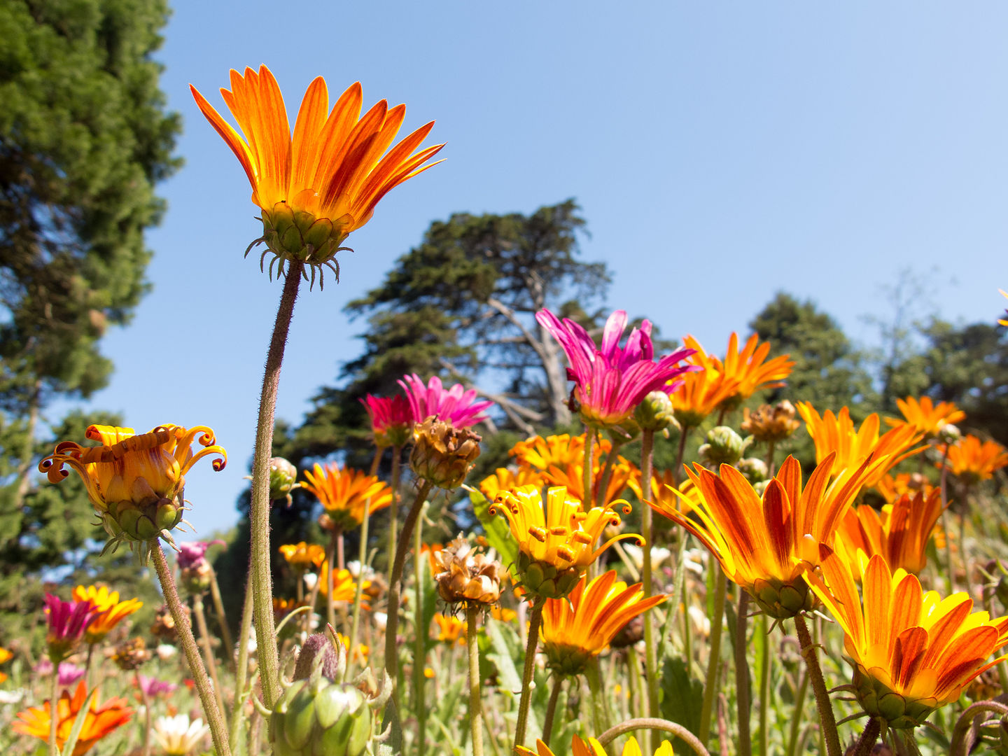 San Francisco Botanical Gardens