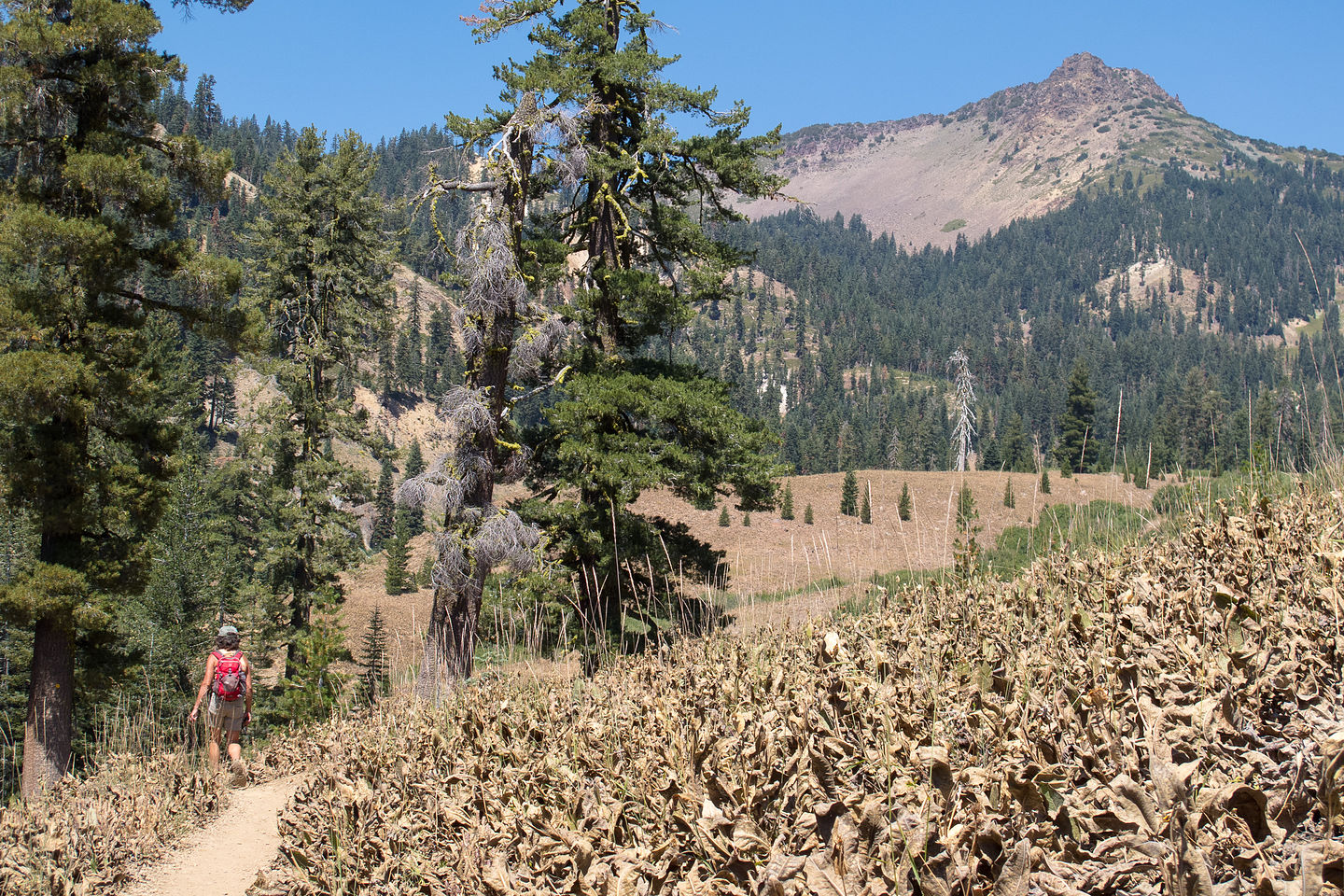 Lolo Hiking among brown woolly mules ear wildflowers