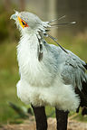 Secretary Bird