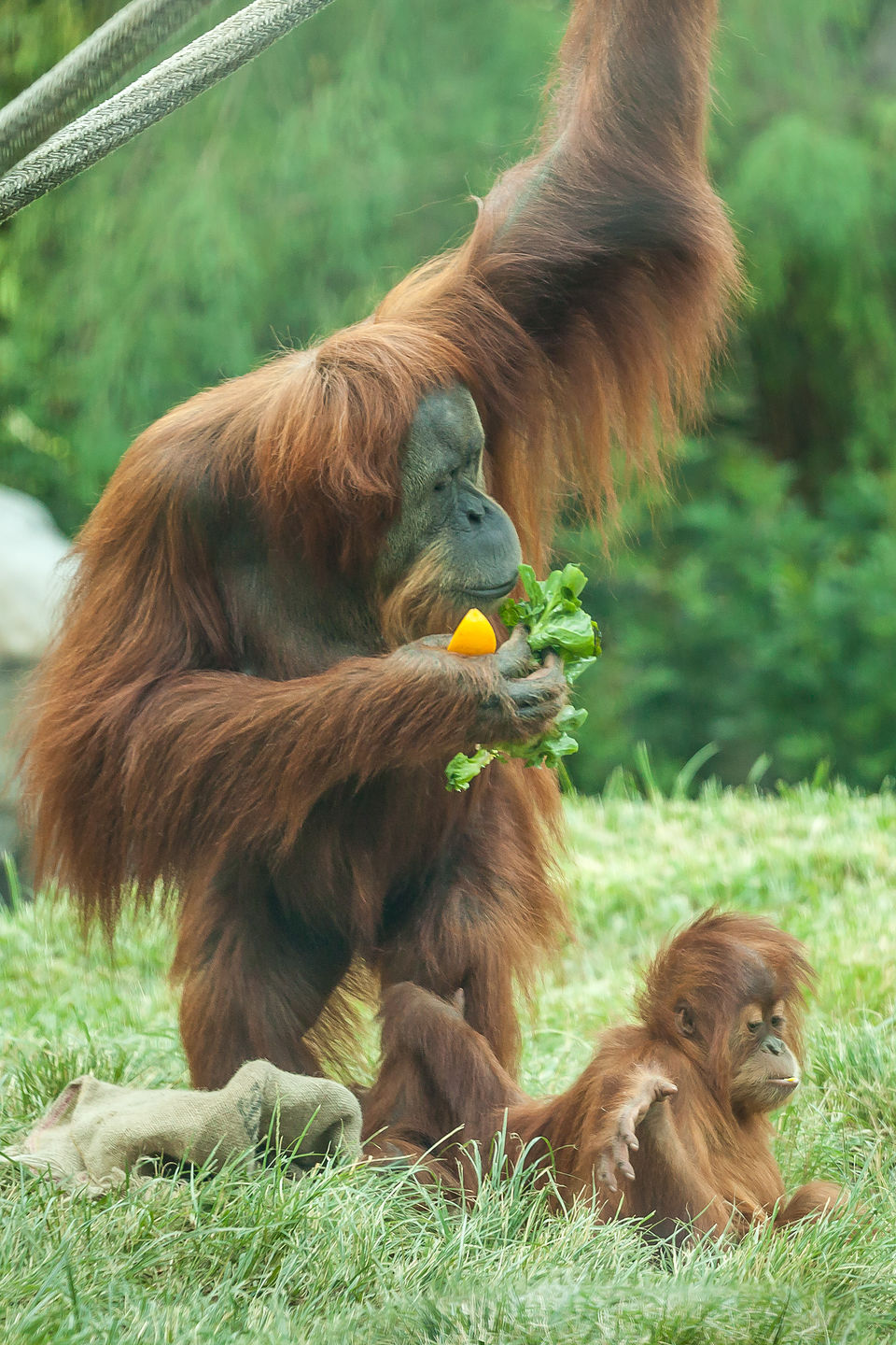 Orangutan