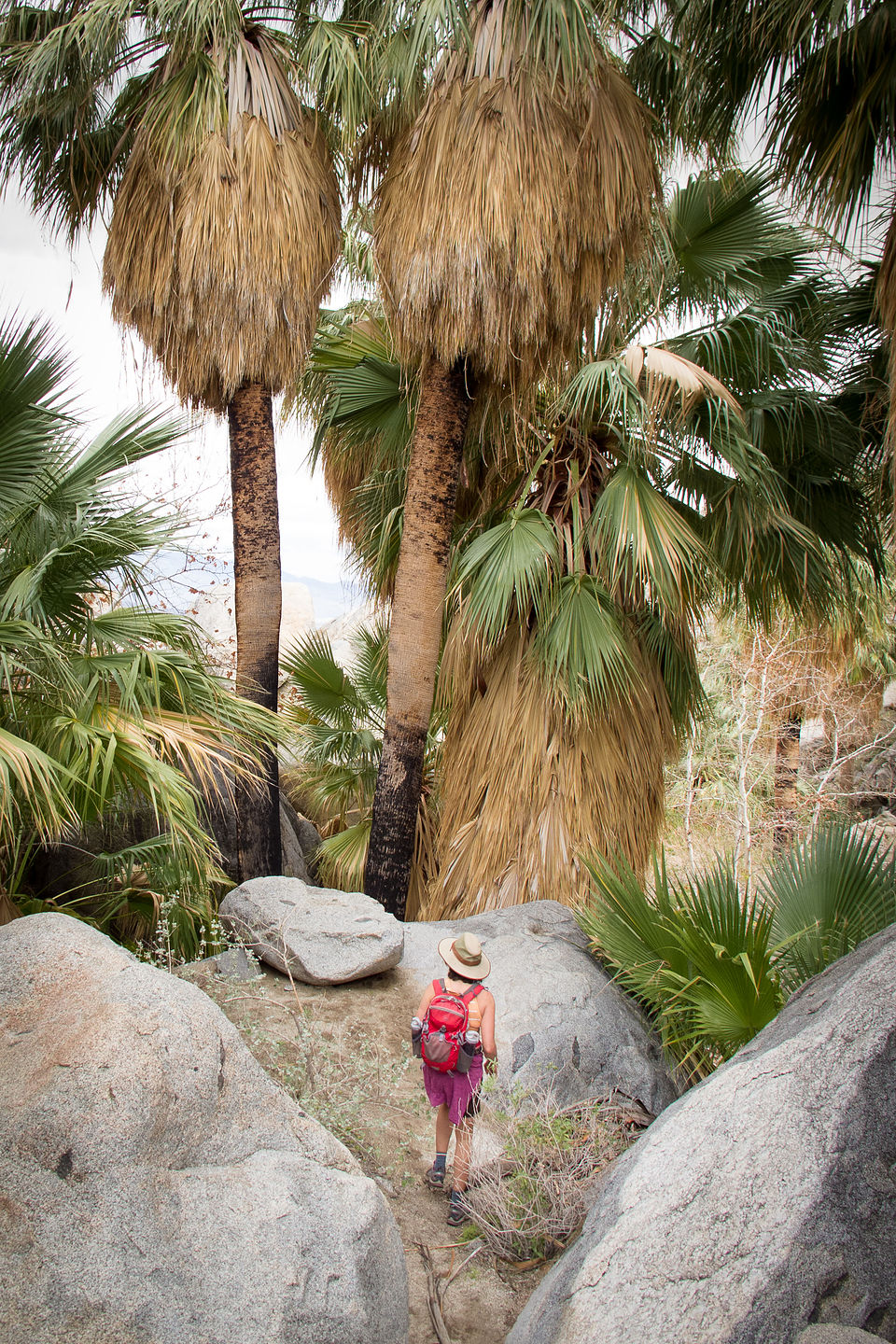 Hellhole Canyon palm oasis