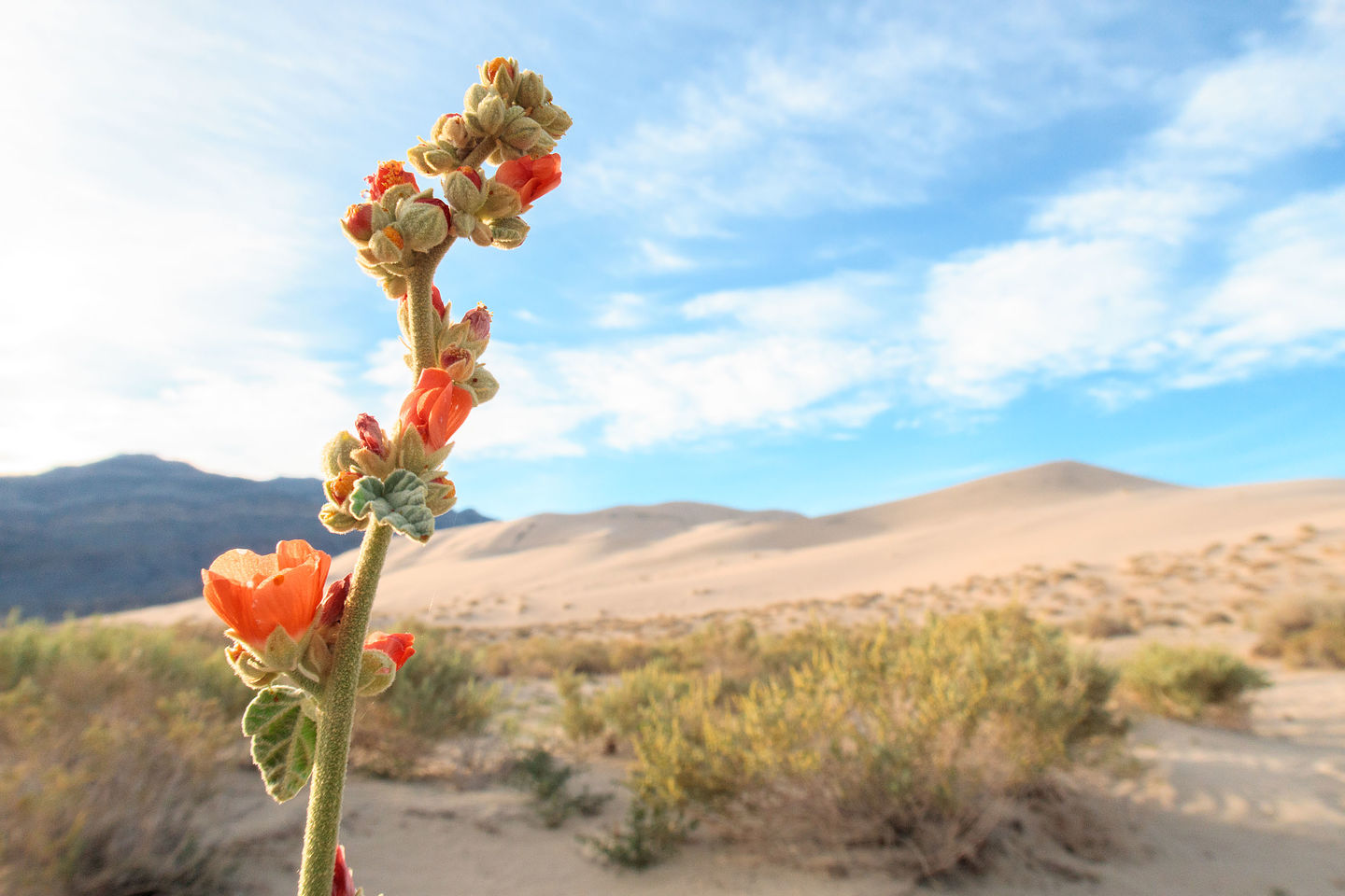 Desert Bloom