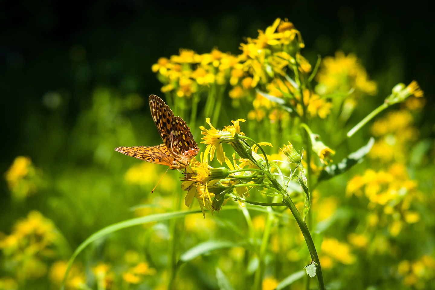 Along the Annie's Creek Trail