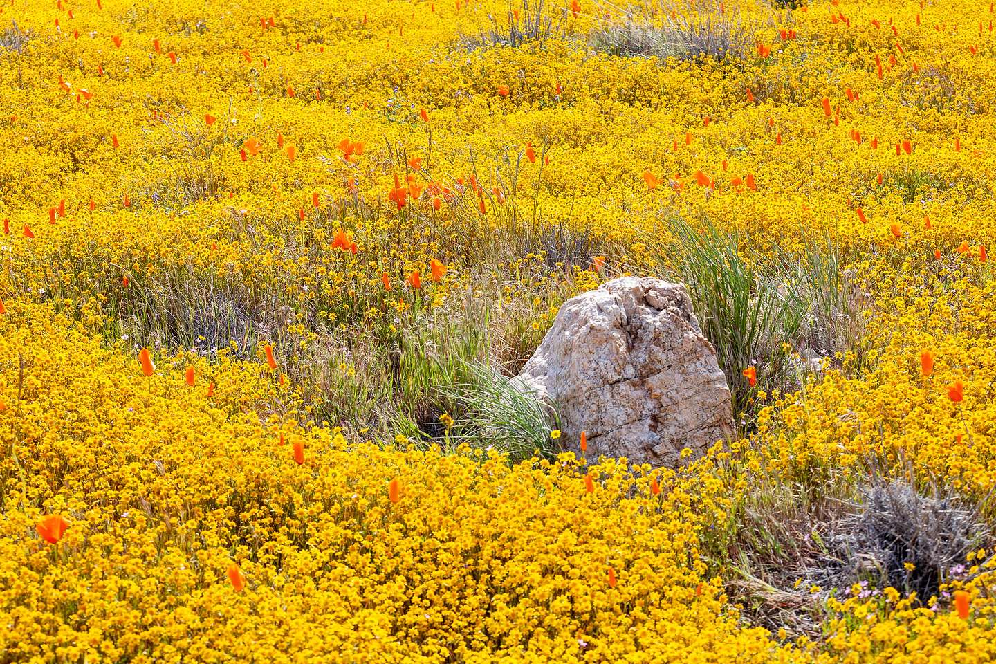 Antelope Valley Poppy Reserve