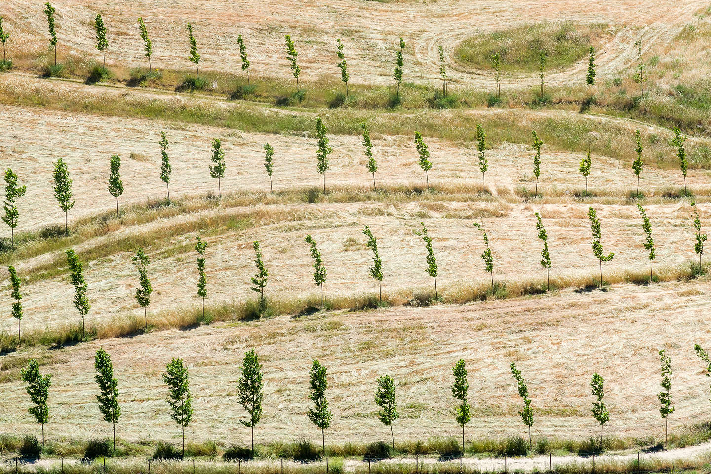 Young olive grove in Ronda