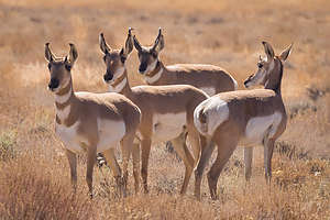 Pronghorn Antelope of Hart Mountain Wildlife Refuge