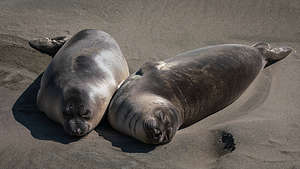 Pups at the Elephant Seal Rookery