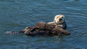 My favorite Morro Bay Otter
