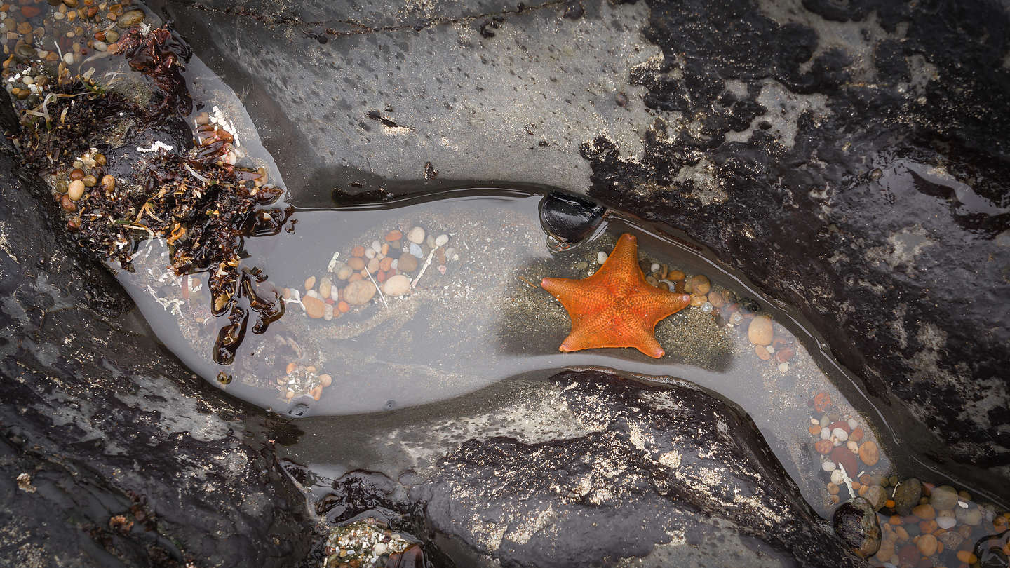 Tide Pools at Pebble Beach