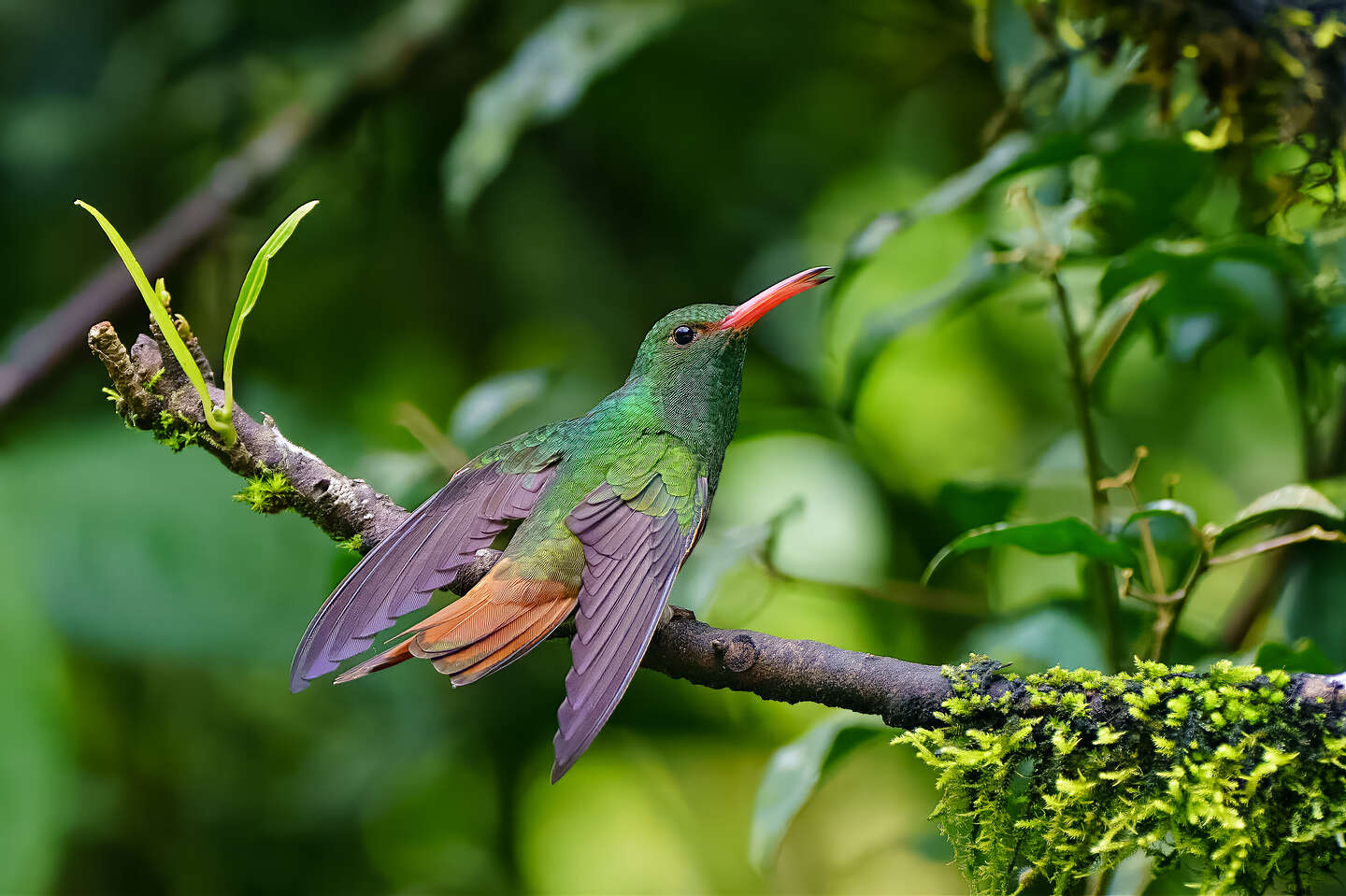 Hummingbird at the Alambi Preserve