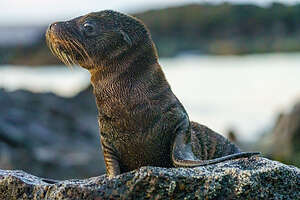 Galapagos Fur Seal