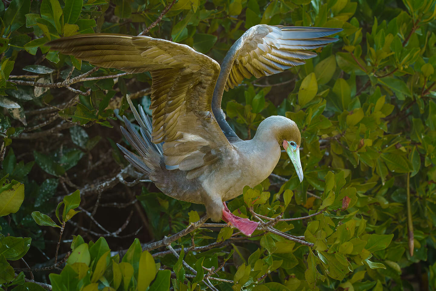 Red-footed booby