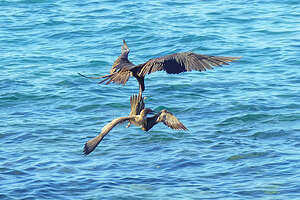 Frigatebird stealing food from a booby mid-air