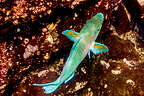 Rainbow Parrotfish