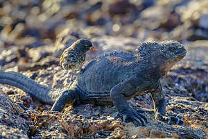 Marine Iguana giving a Vampire Finch a piggy back ride