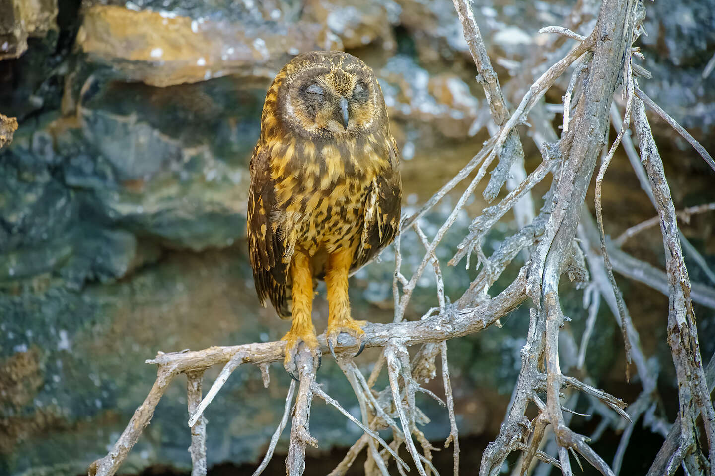 Galapagos short-eared owl