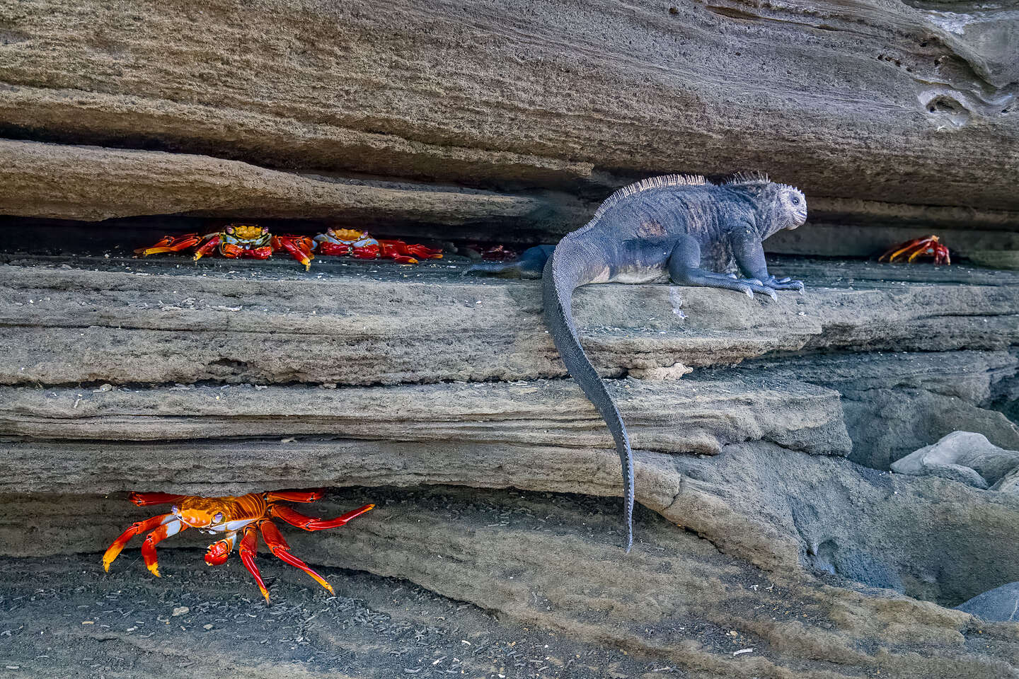 Marine iguanas and Sally Lightfoots